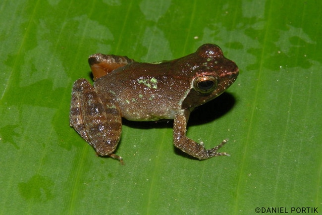 Intermediate-Puddle-Frog-Phrynobatrachus-intermedius