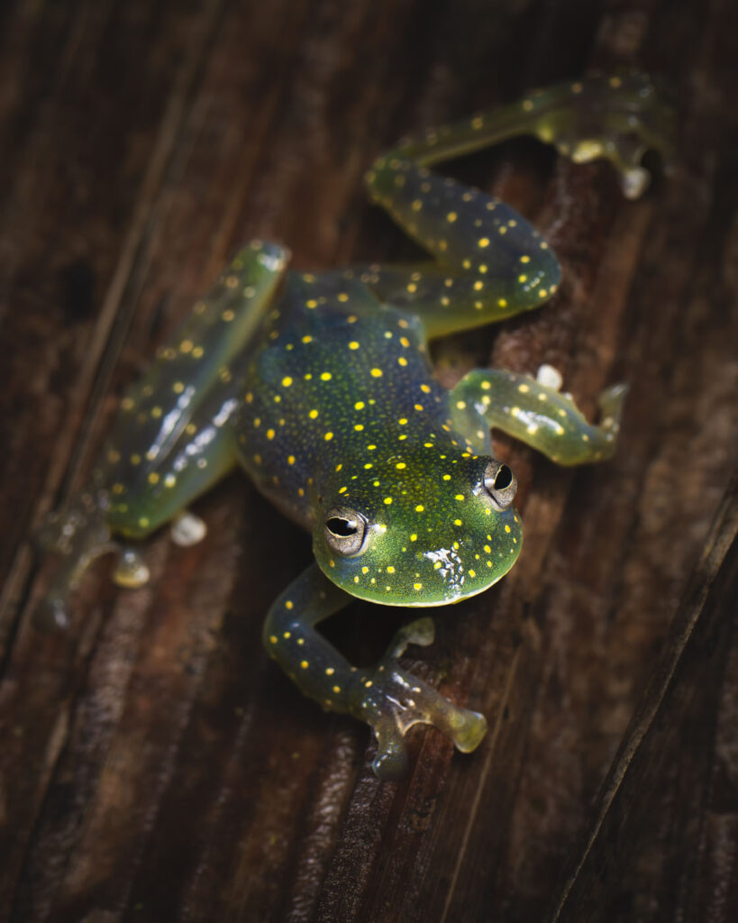 जैक स्मॉल, संयुक्त राज्य अमेरिका, यूएस, 2025 सेव द फ्रॉग्स फोटो प्रतियोगिता, फोटो 1