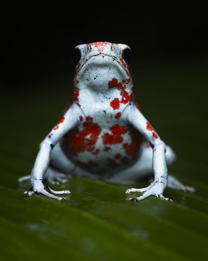 जैक स्मॉल, संयुक्त राज्य अमेरिका, यूएस, 2025 सेव द फ्रॉग्स फोटो प्रतियोगिता, फोटो 2