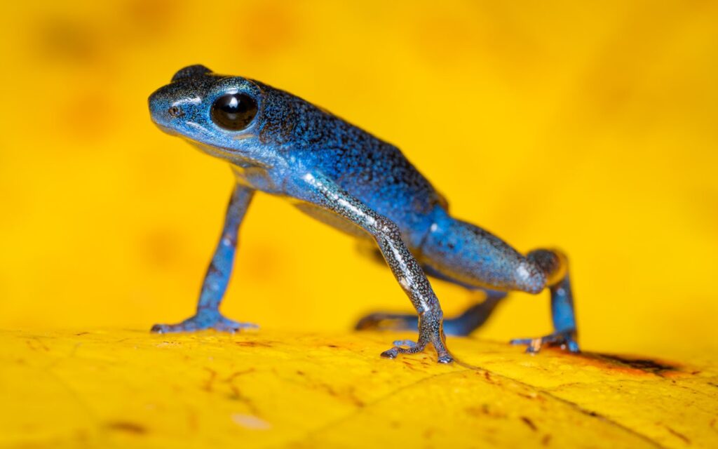 जैक स्मॉल, संयुक्त राज्य अमेरिका, यूएस, 2025 सेव द फ्रॉग्स फोटो प्रतियोगिता, फोटो 4