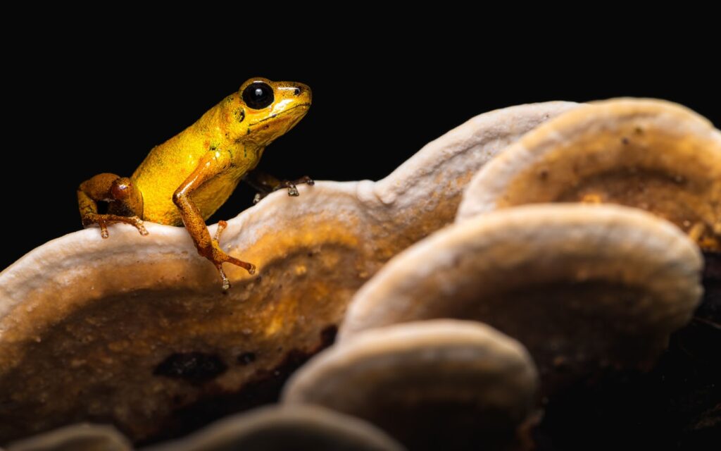 जैक स्मॉल, संयुक्त राज्य अमेरिका, यूएस, 2025 सेव द फ्रॉग्स फोटो प्रतियोगिता, फोटो 5