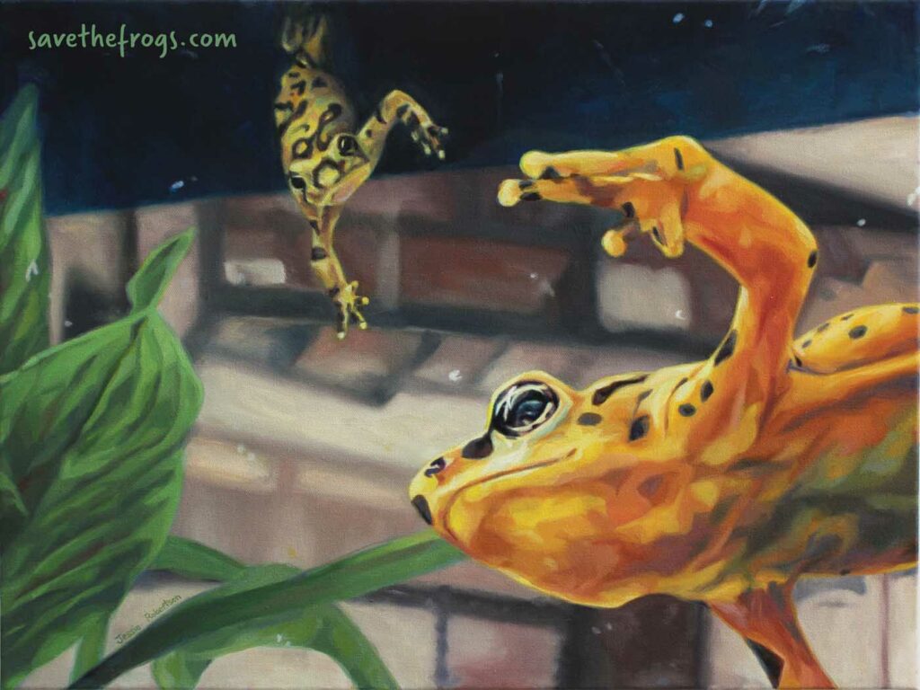 Jessie Robertson USA 2023 save the frogs art contest 3