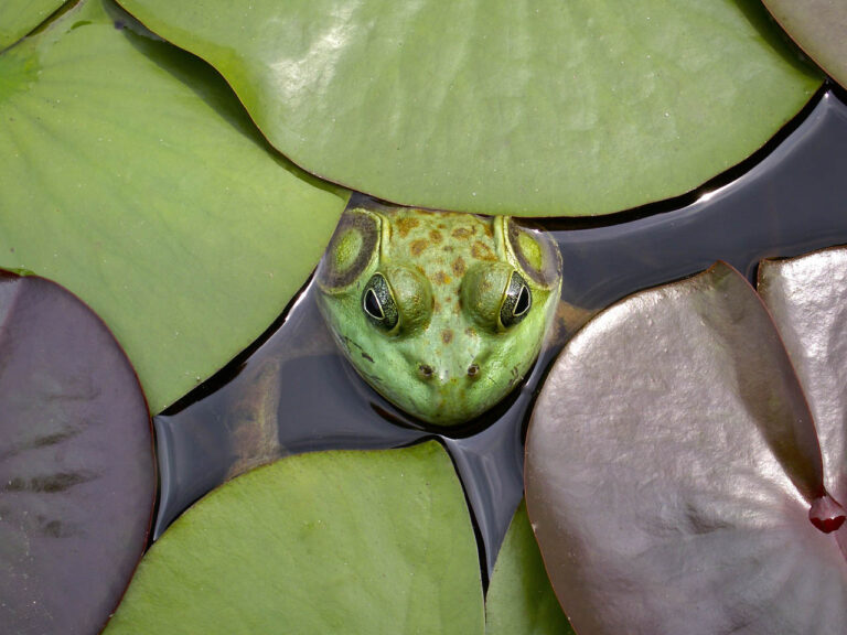 Proklamationen Save The Frogs Day – offizielle Anerkennung