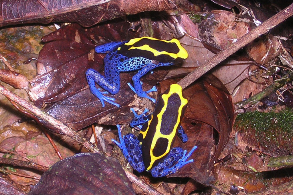 जोएल रेबुफौड, फ्रांस 2025 मेंढक बचाओ फोटो प्रतियोगिता, डेंड्रोबेट्स टिंक्टोरियस