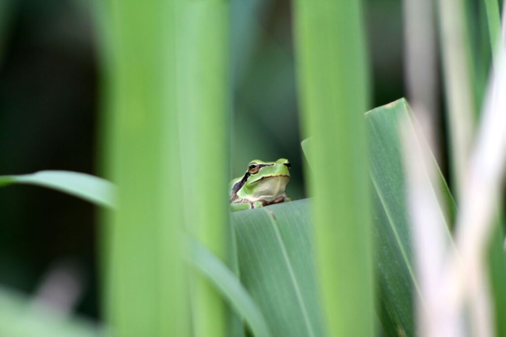 जोएल रेबुफौड, फ्रांस 2025 सेव द फ्रॉग्स फोटो प्रतियोगिता, फोटो 2