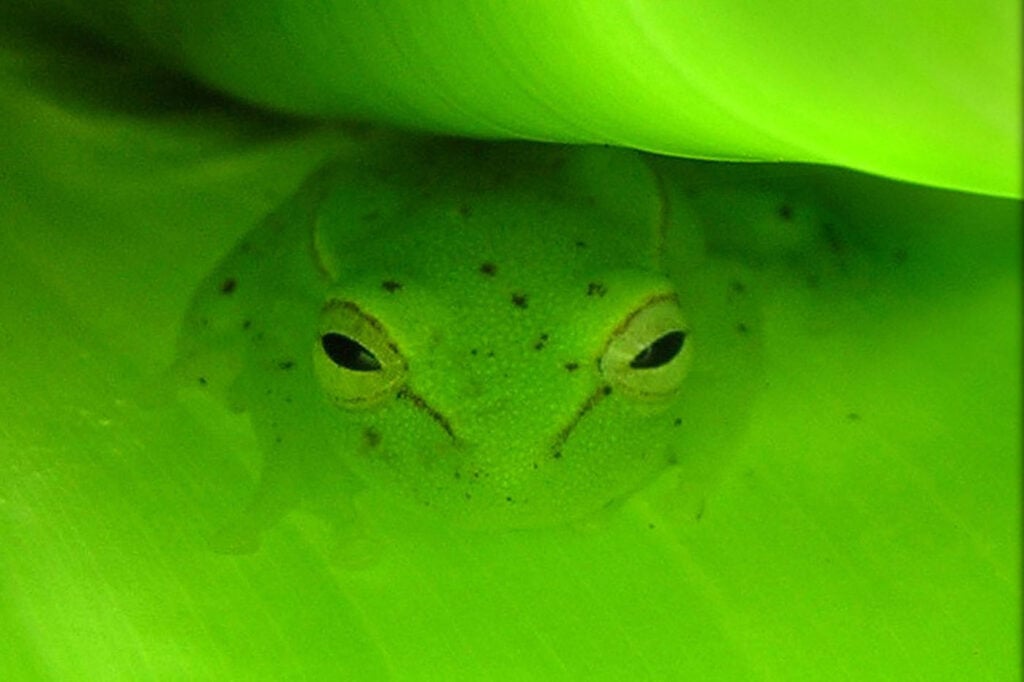 Joêl-REBUFFAUD-France-2025-Save-The-Frogs-Photo-Contest-photo-3