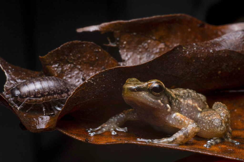 Johan-Romero Garcia-Colombia-2023-save-the-frogs-photo-contest-1
