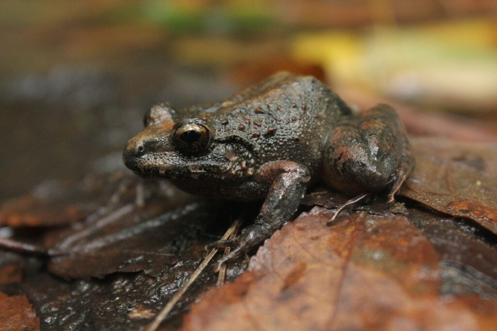 जॉर्ज लुइस मुरिलो, पाल्मा, होंडुरास, 2025 सेव द फ्रॉग्स फोटो प्रतियोगिता, फोटो 1