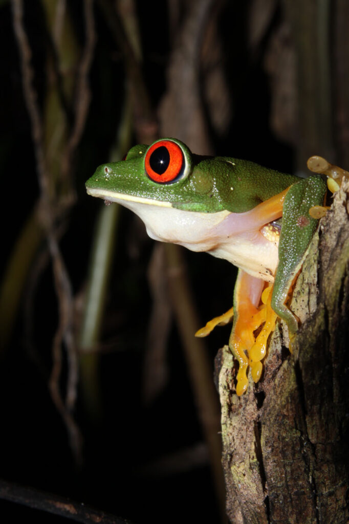 जॉर्ज लुइस मुरिलो, पाल्मा, होंडुरास, 2025 सेव द फ्रॉग्स फोटो प्रतियोगिता, फोटो 2