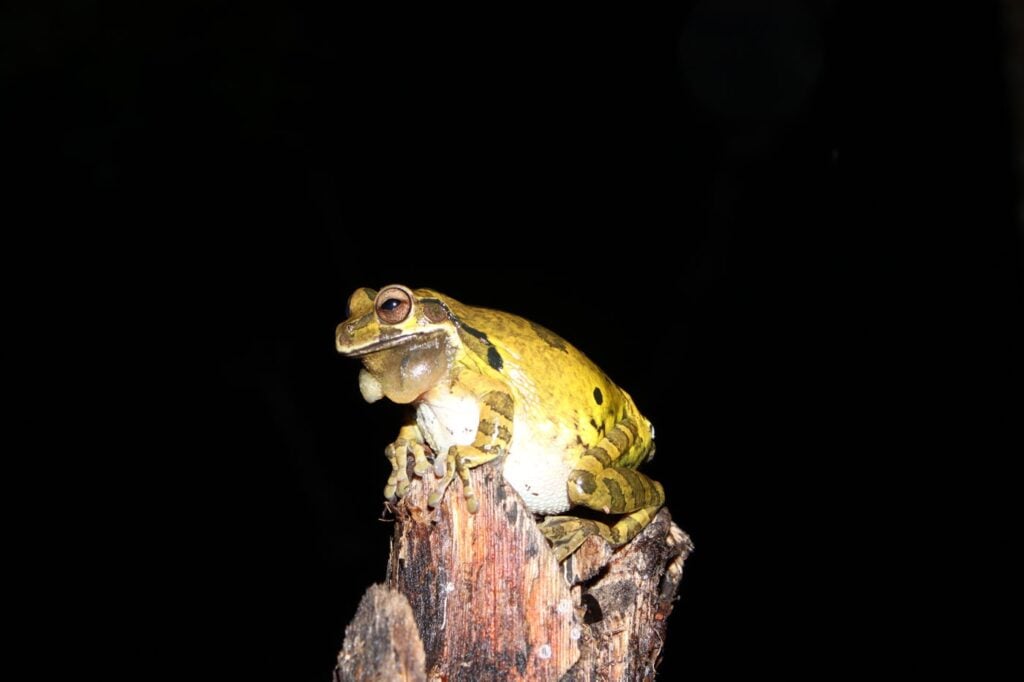 जॉर्ज लुइस मुरिलो, पाल्मा, होंडुरास, 2025 सेव द फ्रॉग्स फोटो प्रतियोगिता, फोटो 3