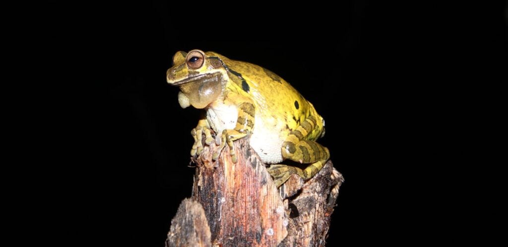 Jorge luis murillo palma honduras 2025 save the frogs photo contest photo 3