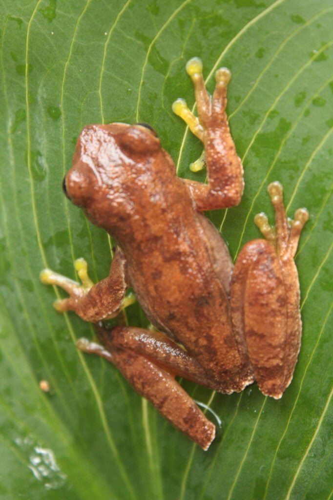 जॉर्ज लुइस मुरिलो, पाल्मा, होंडुरास, 2025 सेव द फ्रॉग्स फोटो प्रतियोगिता, फोटो 4