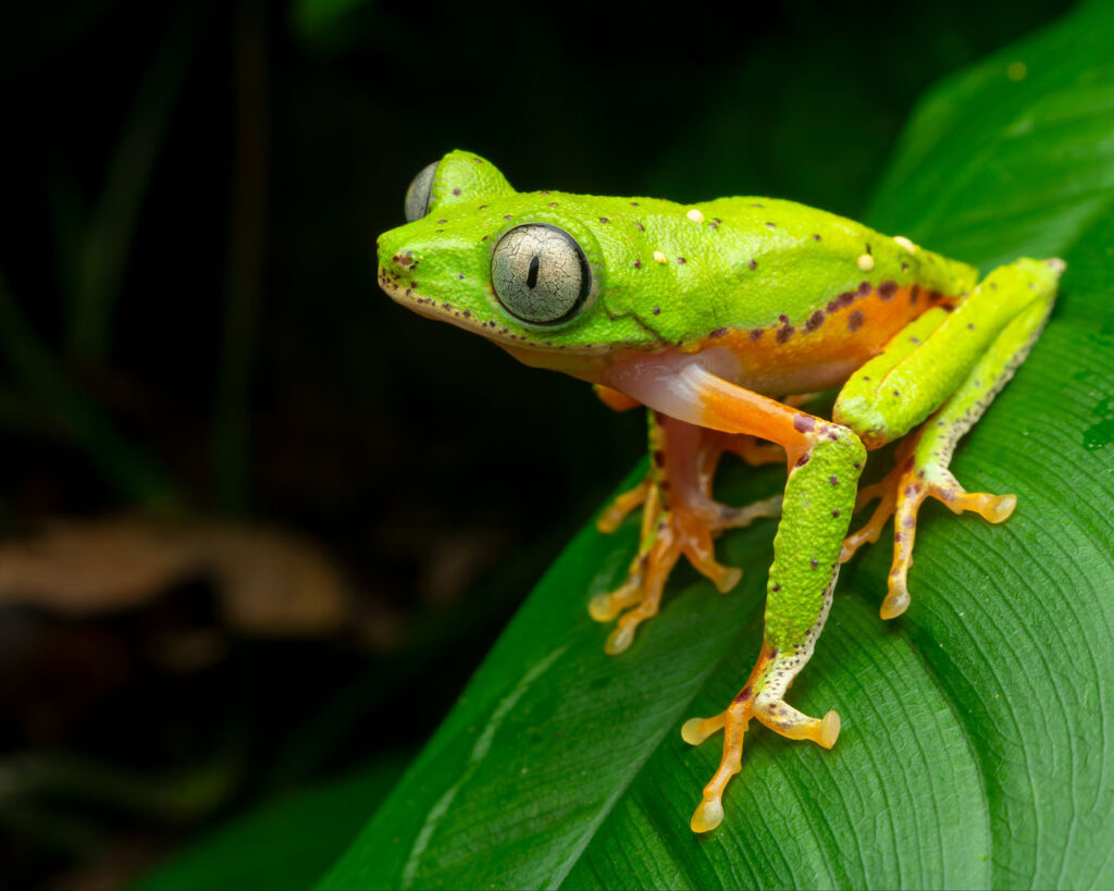 जोस रुबेंस कार्वाल्हो कोस्टा ब्राजील 2025 मेंढक बचाओ फोटो प्रतियोगिता फास्माहिला एफ 1