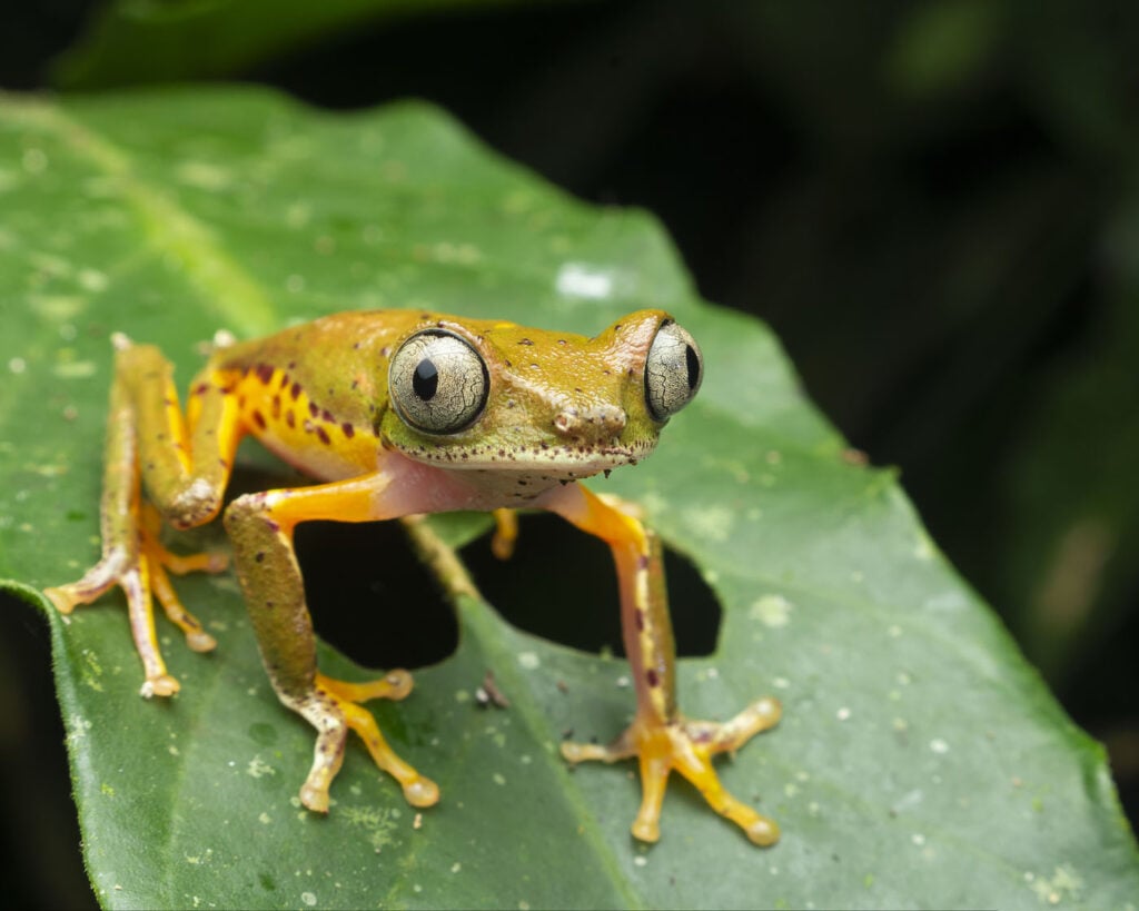 जोस रुबेंस कार्वाल्हो कोस्टा ब्राजील 2025 मेंढक बचाओ फोटो प्रतियोगिता फास्माहिला एफ