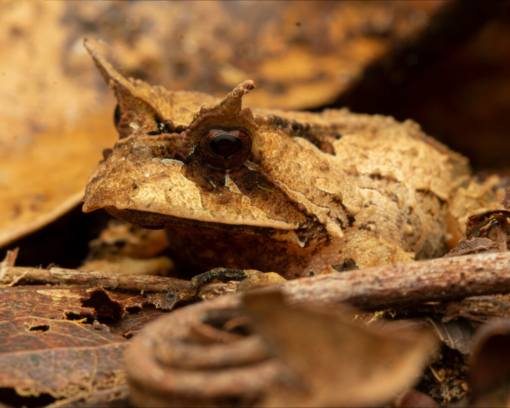 जोस रुबेंस कार्वाल्हो कोस्टा ब्राजील 2025 मेंढक बचाओ फोटो प्रतियोगिता प्रोसेराटोफ्रिस बेल्ज़ेबुल