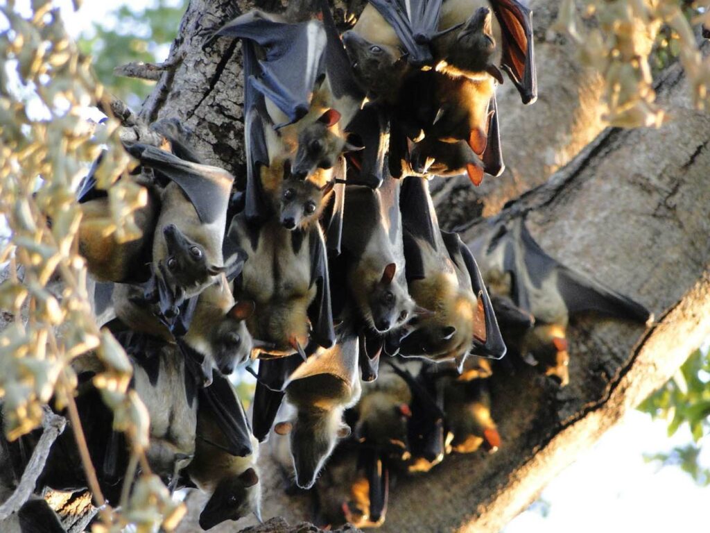 Kasanka bats Zambia