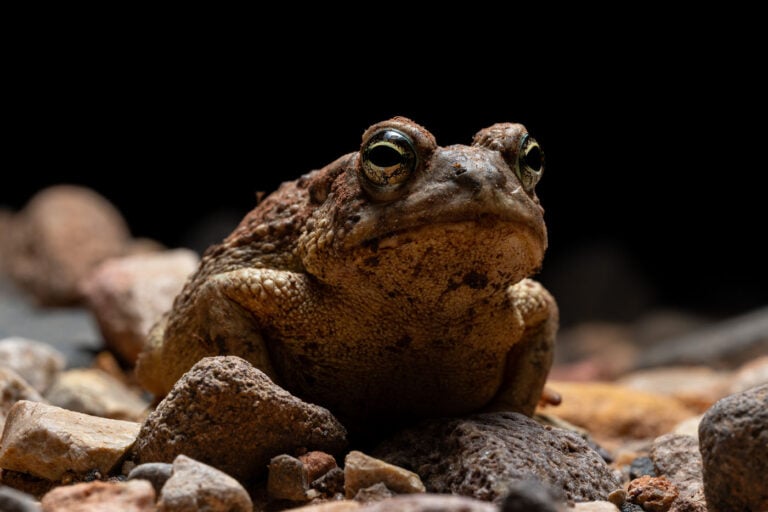 Ếch Anaxyrus woodhousii - Hoa Kỳ. Ảnh của Keaton Wood. Cuộc thi ảnh "Cứu ếch" năm 2025 - Đây là một con ếch được tìm thấy trong một chuyến đi đường bộ ở Utah.