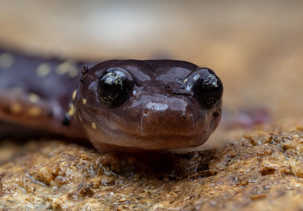 Keaton-Wood-United-States-US-2025-Save-The-Frogs-Photo-Contest-Aneides-lugubris