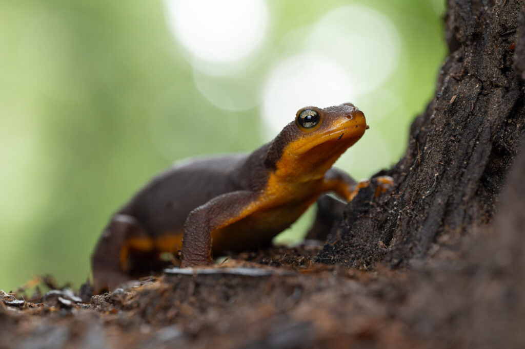 Keaton-Wood-United-States-US-2025-Save-The-Frogs-Photo-Contest-Taricha-torosa