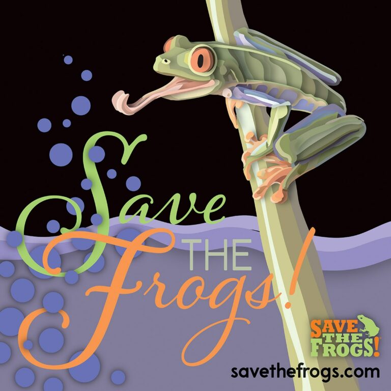 Kirsten Maclean 2023 Red-Eyed Treefrog Tongue Out Purple