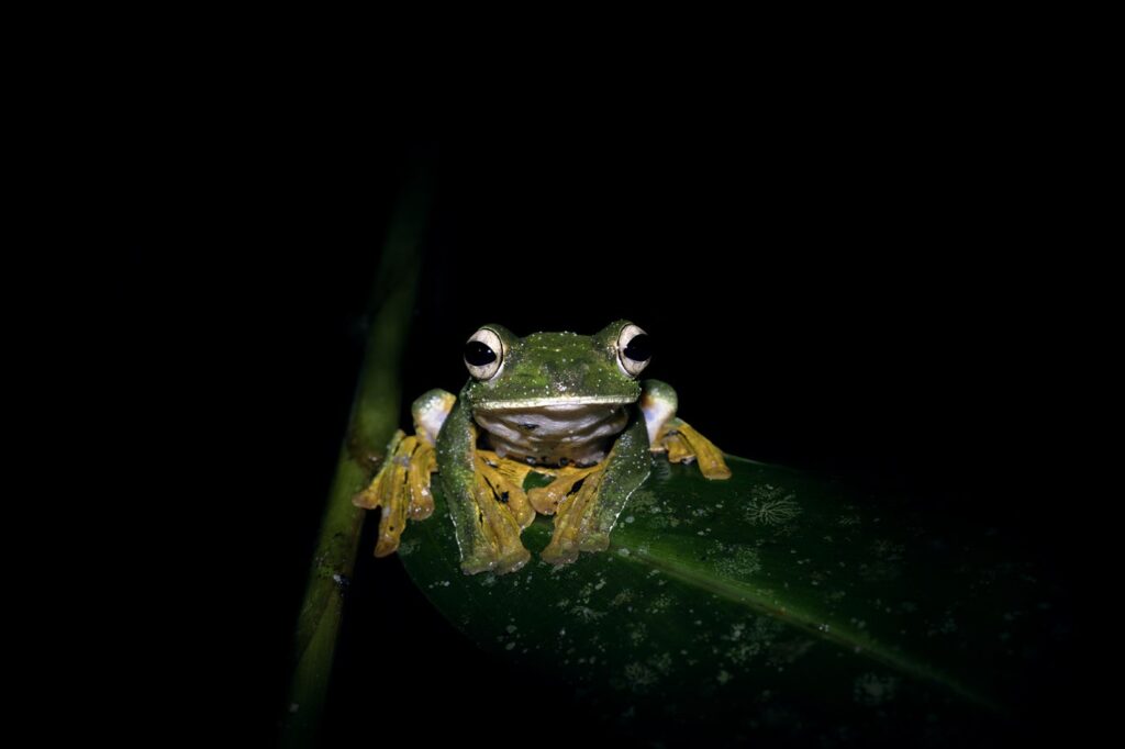 कुआन यिंग तांग, मलेशिया 2025 मेंढक बचाओ फोटो प्रतियोगिता फोटो 2