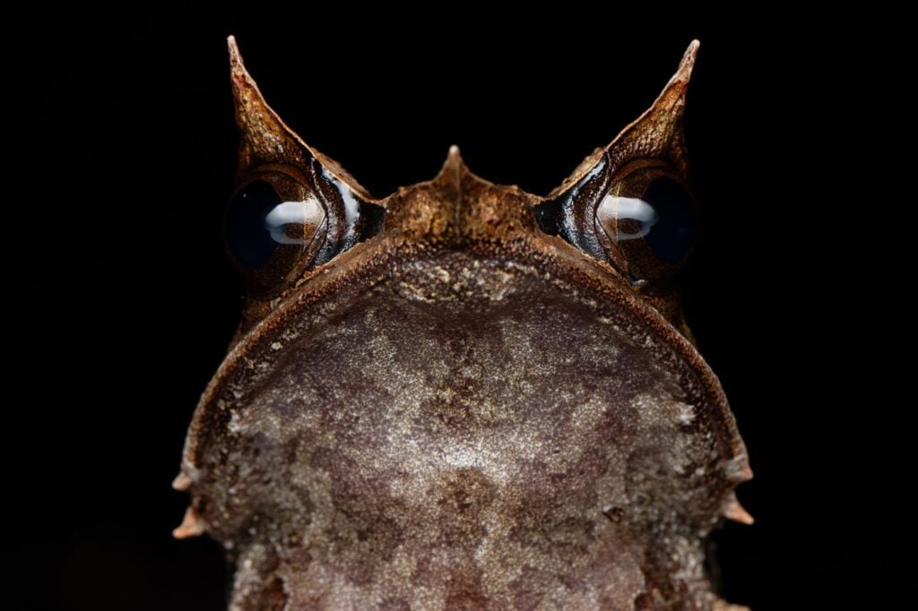 कर्ट वैन वाइके, दक्षिण अफ्रीका, 2025 मेंढक बचाओ फोटो प्रतियोगिता, कर्ट वैन 1