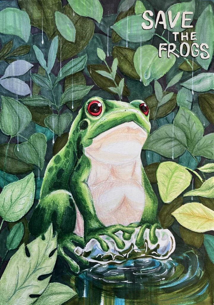 LUCY LIN 入围 2025 年澳大利亚拯救青蛙艺术大赛决赛