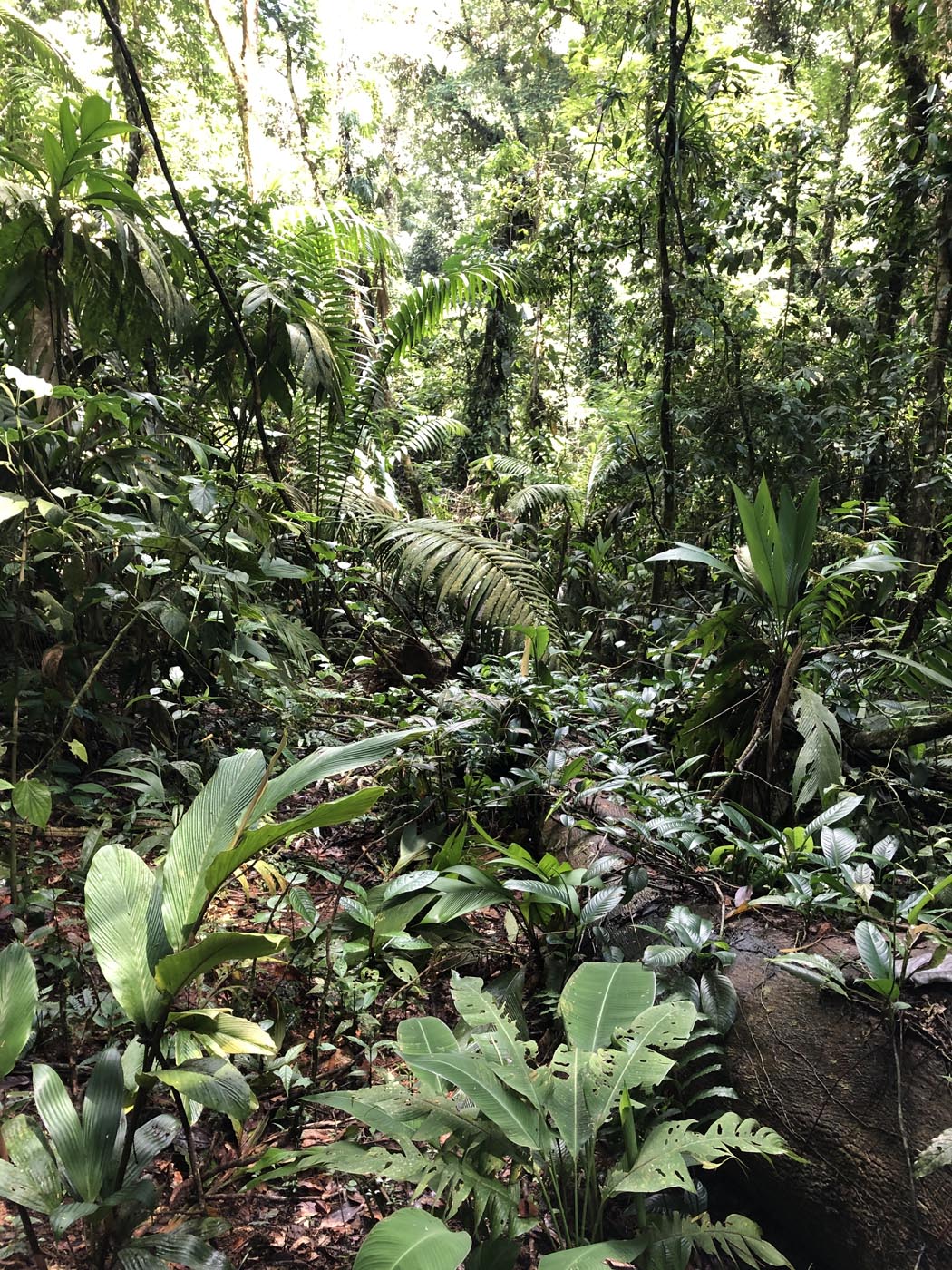La Selva Biological Station Costa Rica Ecotour 18