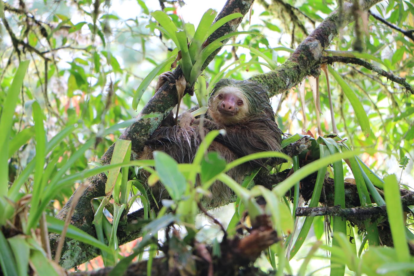 La Selva Biological Station sloth 2