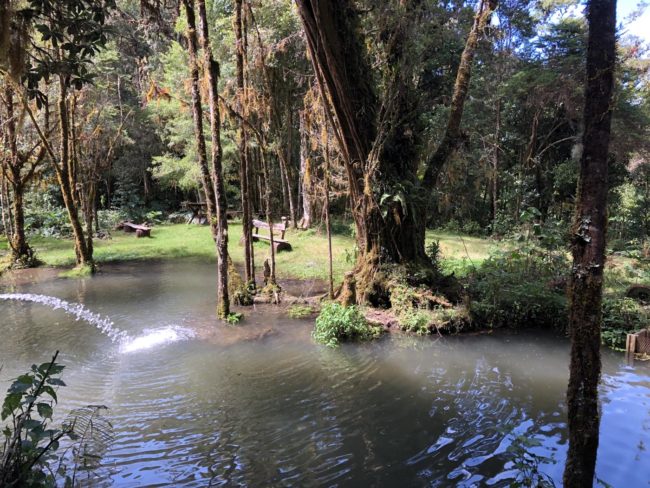 Las Vueltas Cloudforest - Costa Rica Ecotour 2021 11