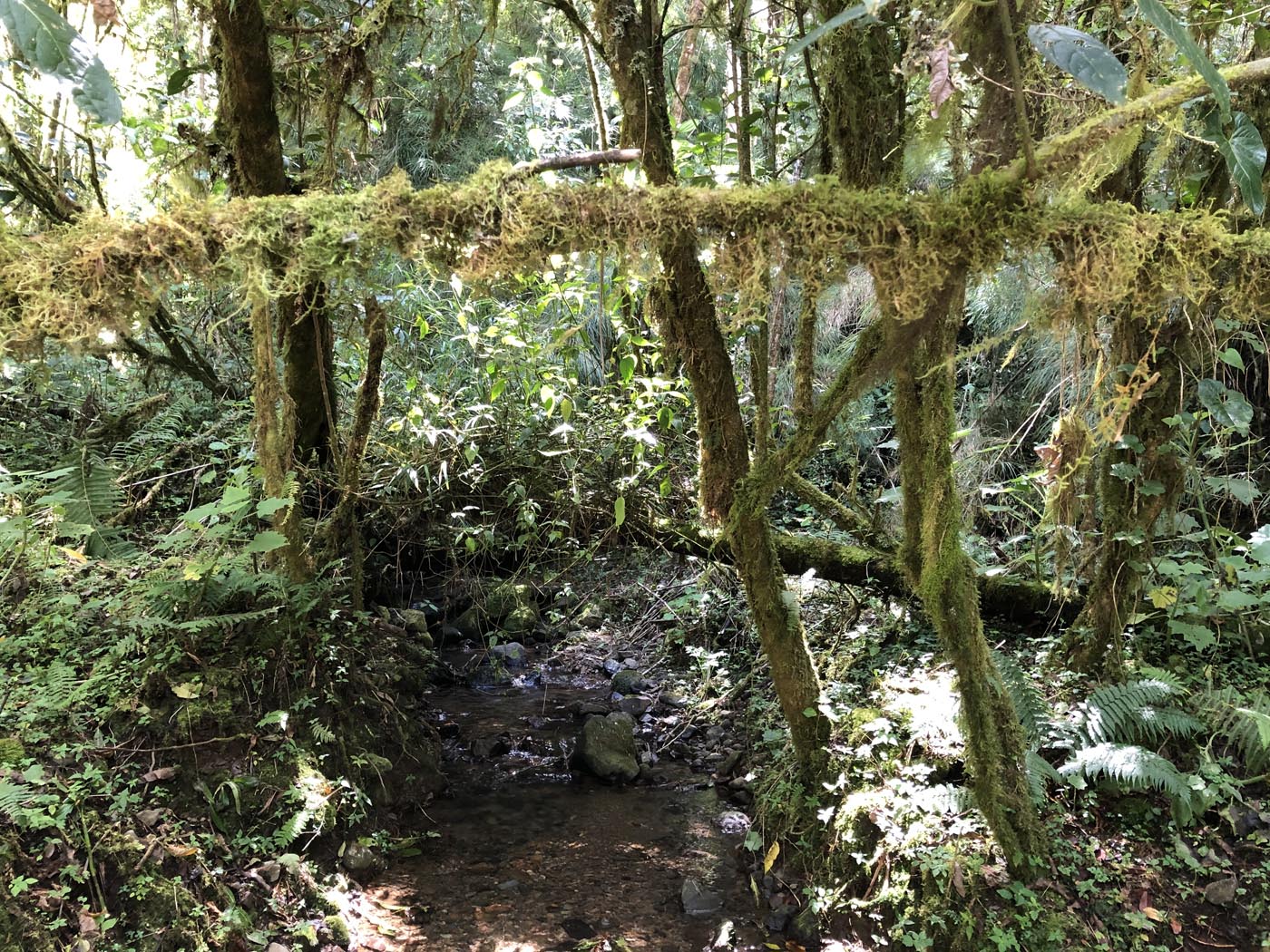 Las Vueltas Cloudforest Costa Rica Ecotour 2021 15