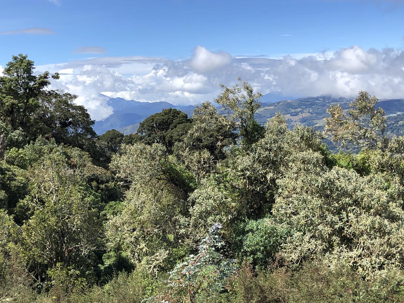Las Vueltas Cloudforest Costa Rica Ecotour 2021 17