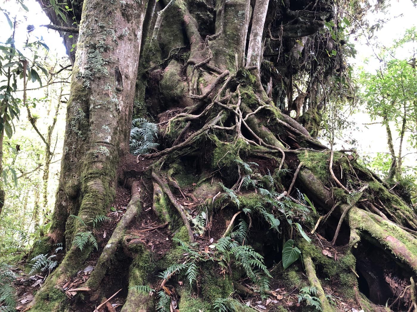Las Vueltas Cloudforest Costa Rica Ecotour 2021 4