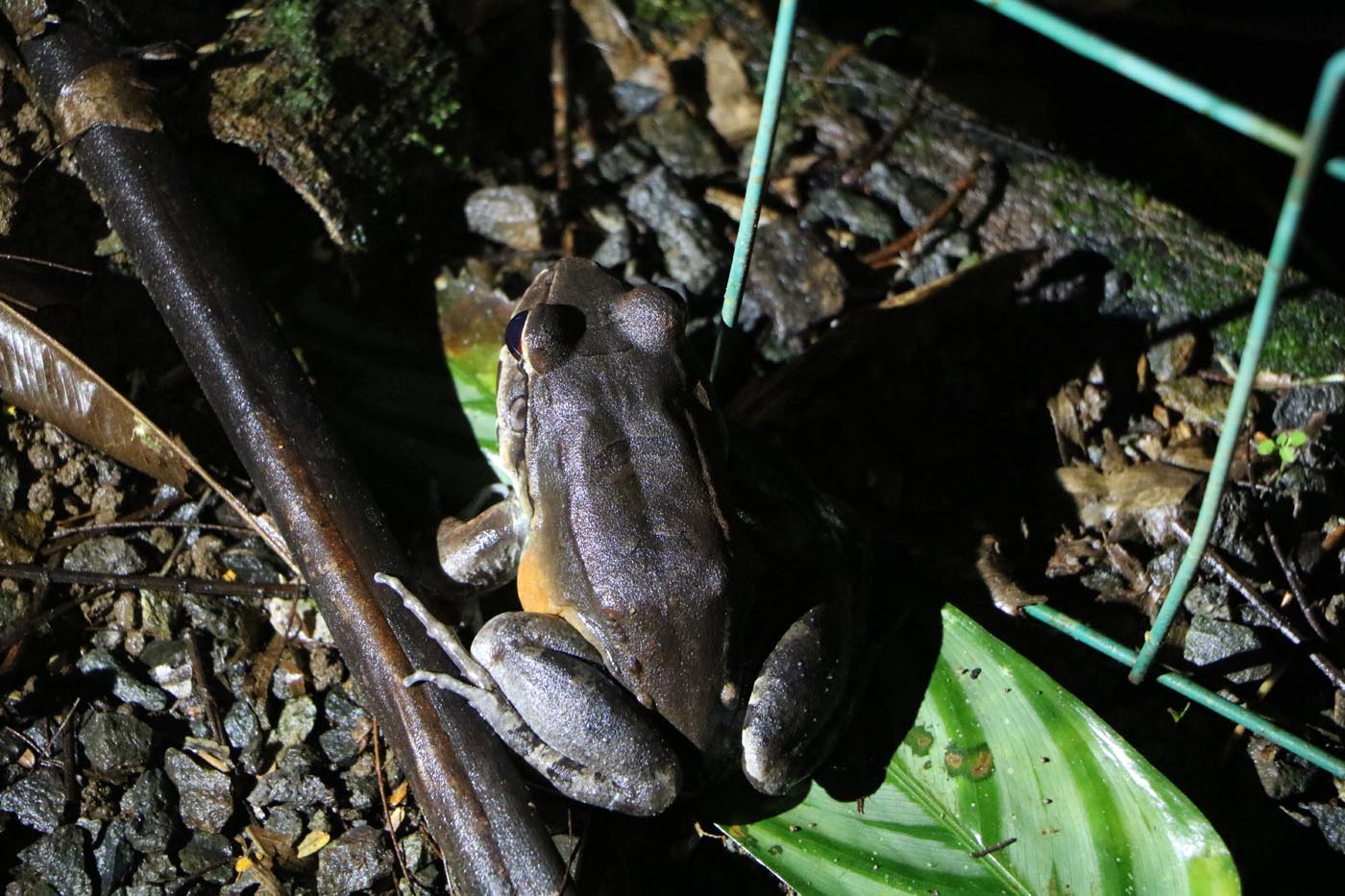 Leptodactylus savagei 1 Sarapiqui La Quinta Costa Rica