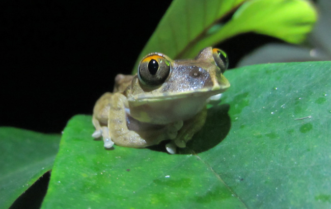 Night Spirit Frog