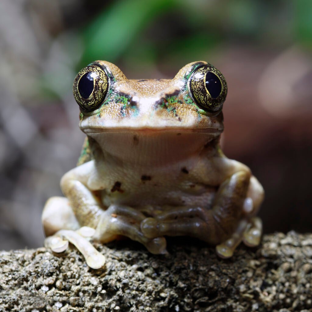 Rana pavone. Macro di una rana pavone (Leptopelis vermiculatus) seduta su una liana nella giungla. La rana è seduta in perfetta forma con le mani piegate in attesa di un pasto nelle vicinanze. Da notare i dettagli nitidi negli occhi della rana. Nota anche come rana dagli occhi grandi, questa rana vive nelle foreste pluviali tropicali della Tanzania.