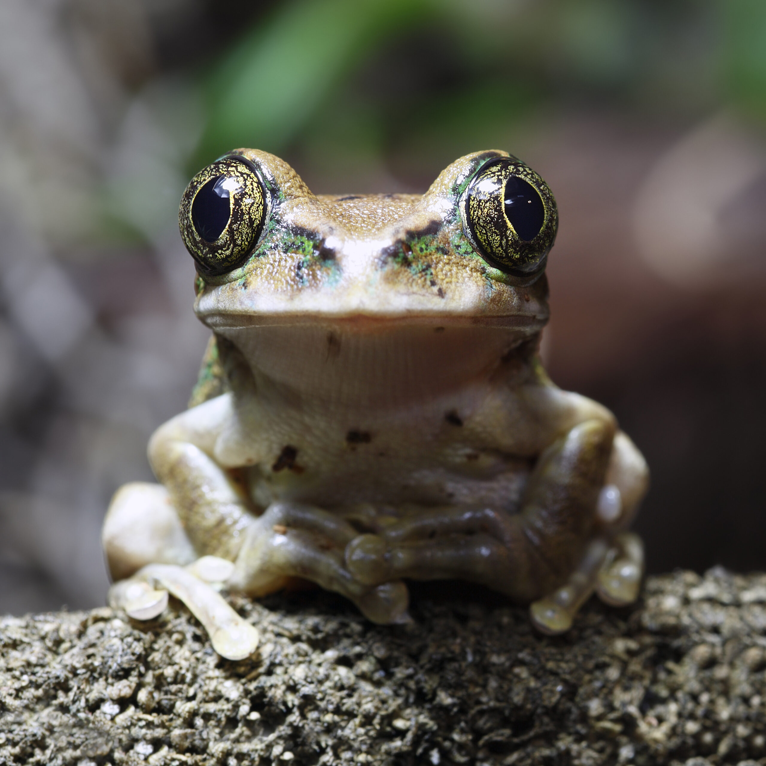 孔雀树蛙。这张微距照片拍摄的是一只孔雀蛙（学名Leptopelis vermiculatus），栖息在丛林中的藤蔓上。这只青蛙以完美的姿势蹲伏着，双手环抱，等待着附近的食物。用胶水勾勒出青蛙眼睛的清晰细节。这种青蛙也被称为大眼树蛙，栖息于非洲坦桑尼亚的热带雨林中。 