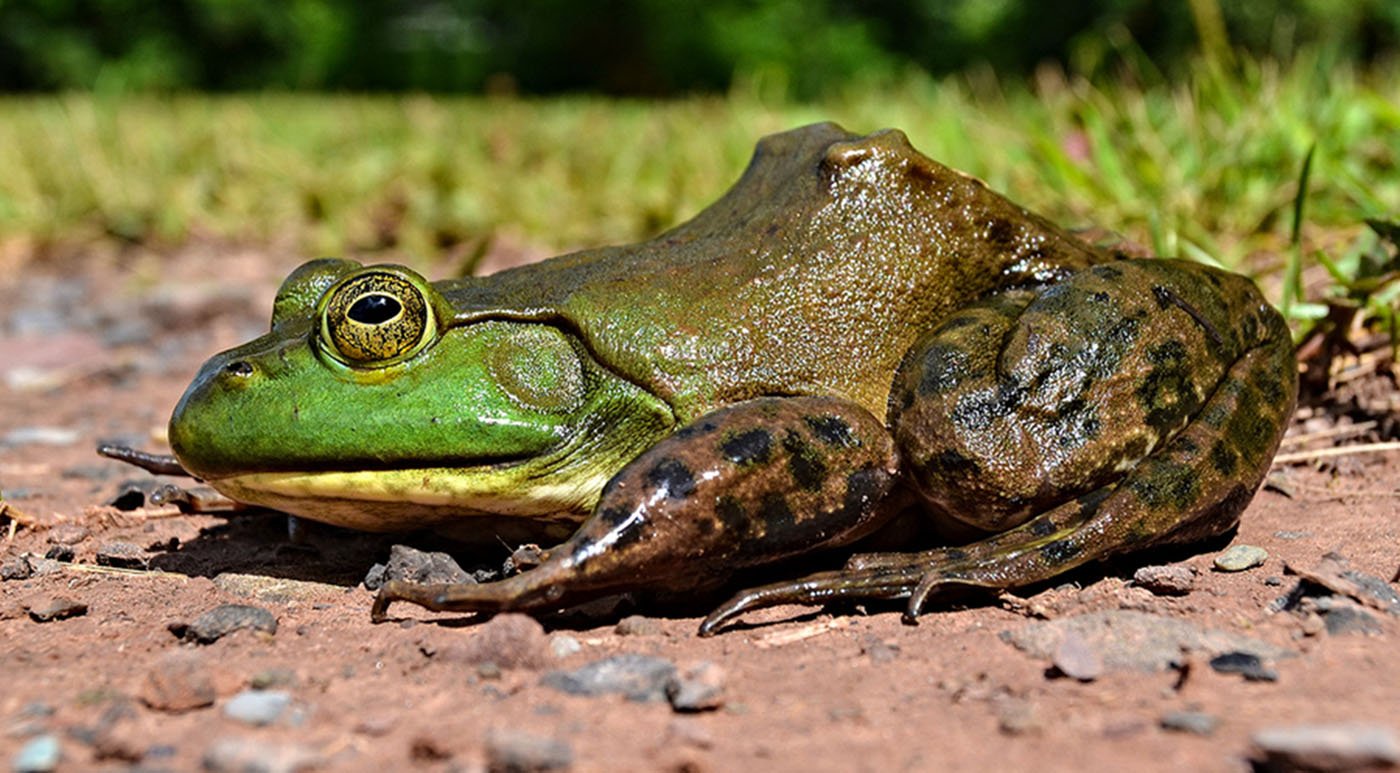 American Bullfrog Diseases