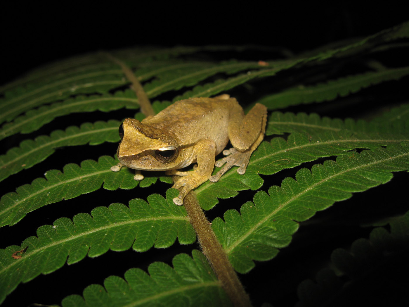 Litoria arfakiensis Papua New Guinea