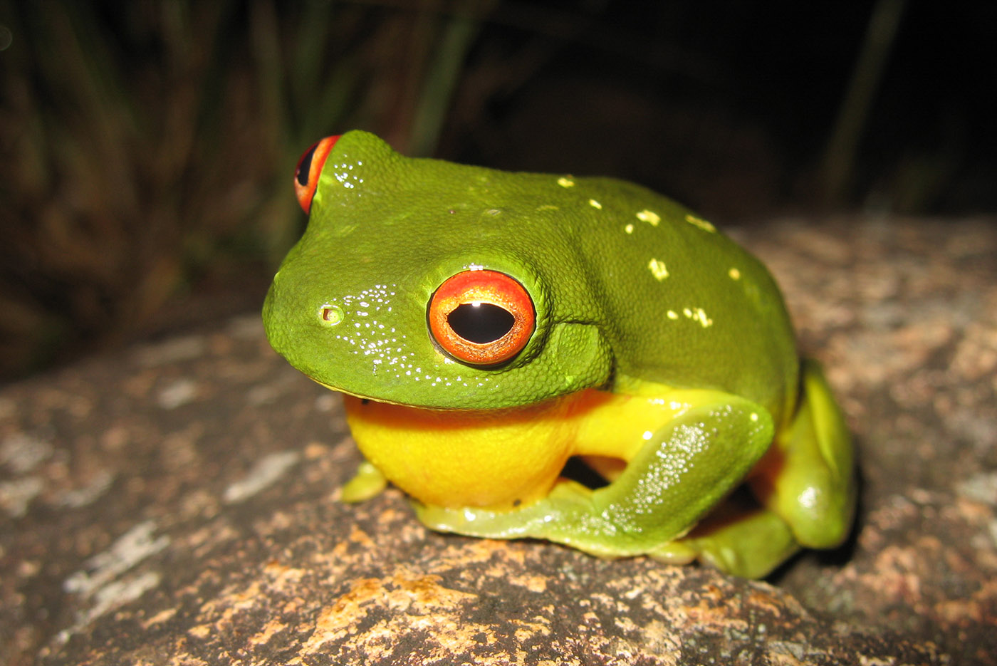 Litoria chloris Southern Orange-Eyed Treefrog yellow spots Kerry Kriger Australia