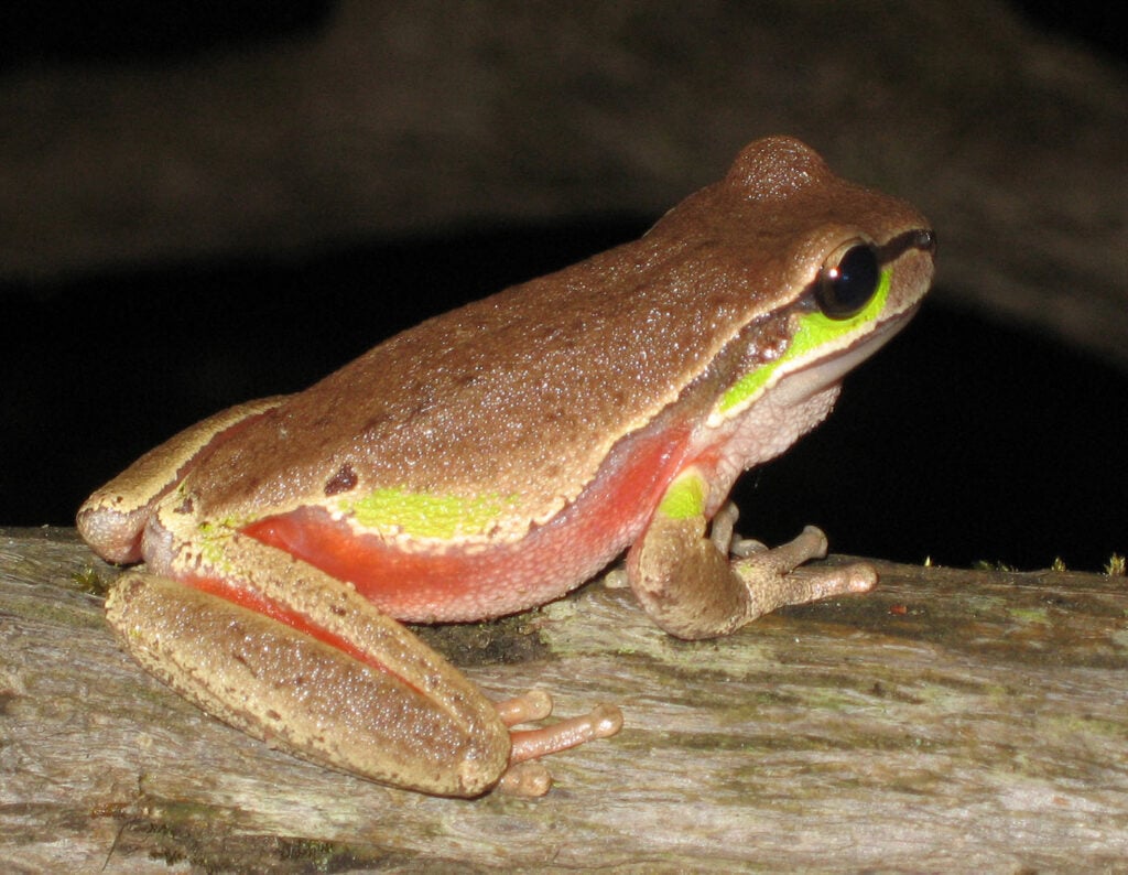 Litoria citropa Blue Mountains Treefrog Kerry Kriger NSW Australia