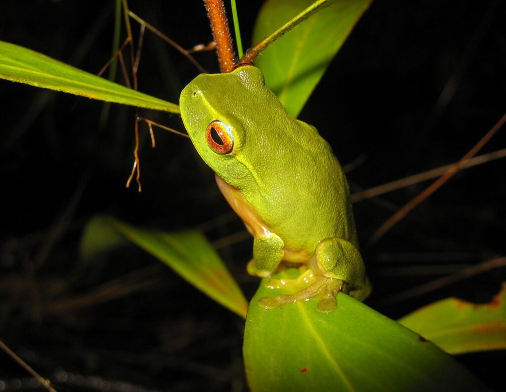 Litoria gracilenta - Graceful Treefrog - Queensland Australia - Kerry Kriger