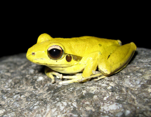 Litoria jungguy Northern Stony Creek Frog ds a 1