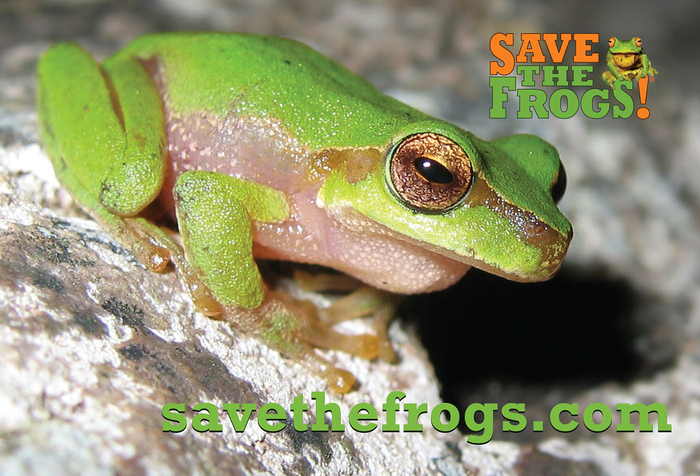 Litoria pearsoniana cascade treefrog postcard front australia