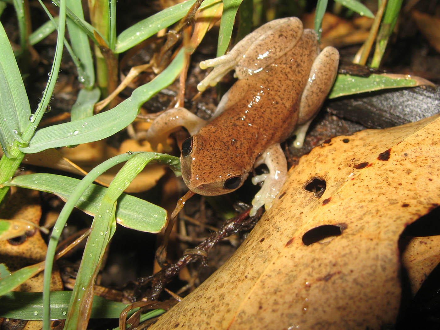 Litoria rubella - Naked Treefrog