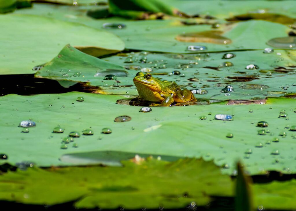 Bangladesh - University of Dhaka - Save The Frogs Day 2024