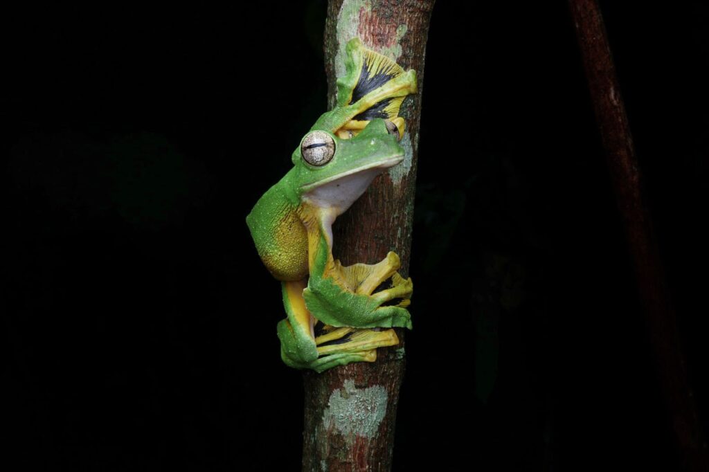 मार्कस लिम, मलेशिया 2025 सेव द फ्रॉग्स फोटो प्रतियोगिता, फोटो 1