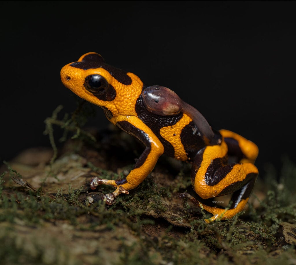 Massimo-Bloch-2025-Save-The-Frogs-Photo-Contest-Ranitomeya summersi-Peru