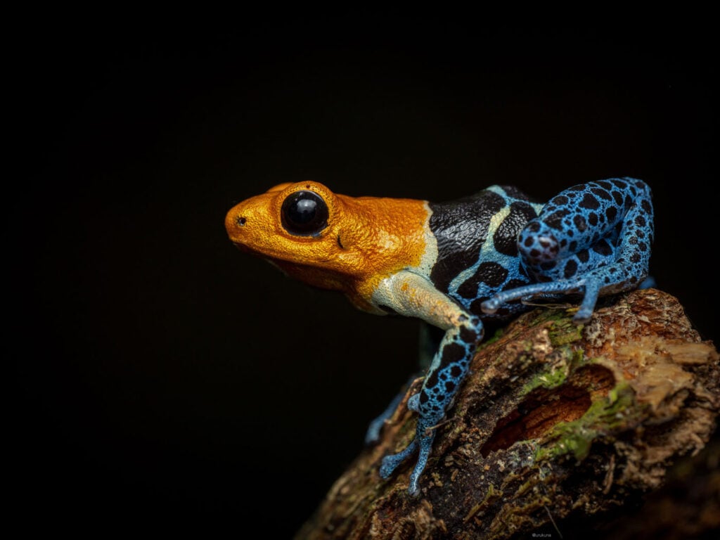 मास्सिमो ब्लोच, स्विट्जरलैंड, 2025 सेव द फ्रॉग्स फोटो प्रतियोगिता, फोटो 3