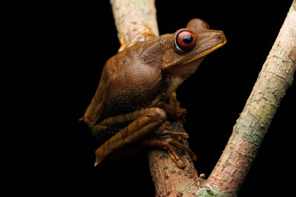 मैथियस मार्कोस अजेवेडो कार्वाल्हो दा सिल्वा ब्राजील 2025 सेव द फ्रॉग्स फोटो प्रतियोगिता फोटो 1